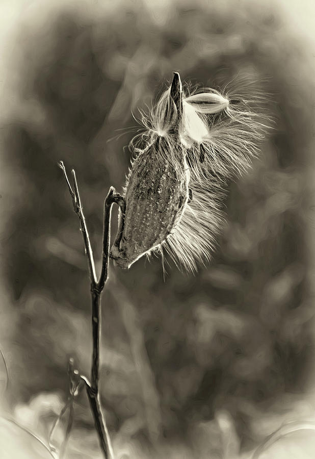 Autumn Milkweed 4 - Sepia Photograph by Steve Harrington