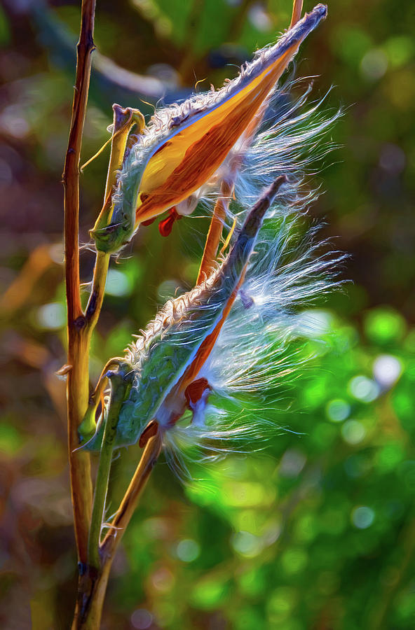 Autumn Milkweed 5 - Paint Photograph by Steve Harrington