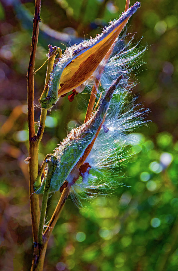 Autumn Milkweed 5  Photograph by Steve Harrington