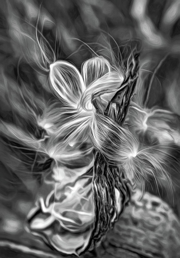 Autumn Milkweed 6 - Paint bw Photograph by Steve Harrington