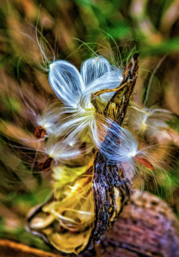 Autumn Milkweed 6 Photograph by Steve Harrington