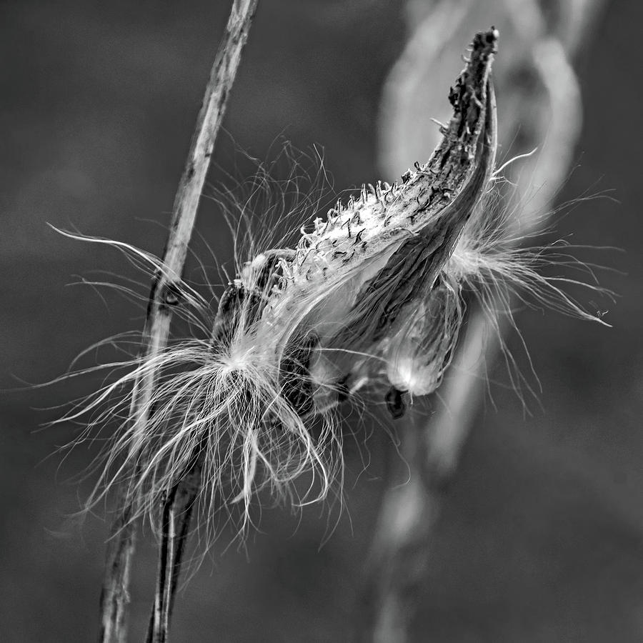 Autumn Milkweed 7 bw Photograph by Steve Harrington