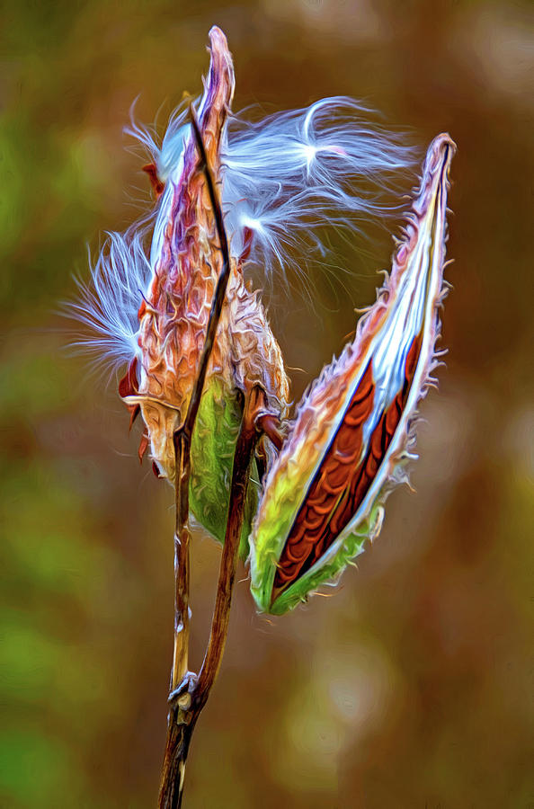 Autumn Milkweed 8 - Paint Photograph by Steve Harrington