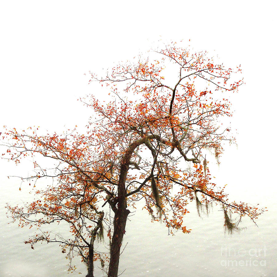 Tree Photograph - Autumn Mirage by Skip Willits