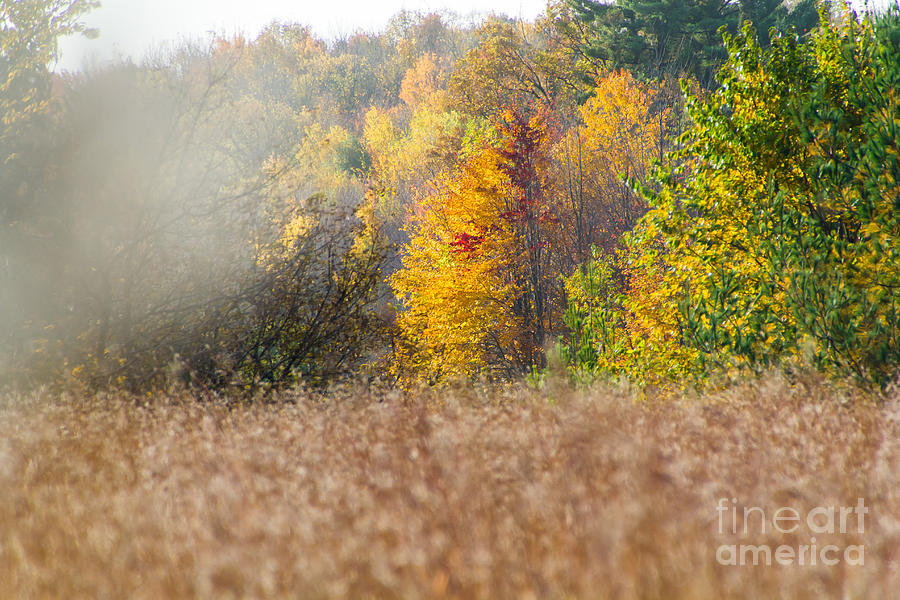 Autumn Mist Photograph by CJ Benson