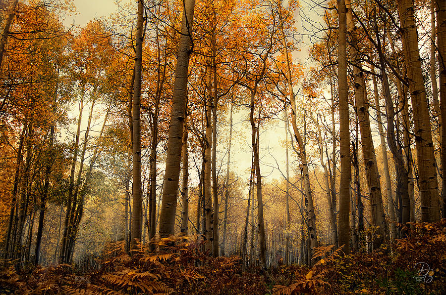 Autumn Mist Photograph by Debra Boucher
