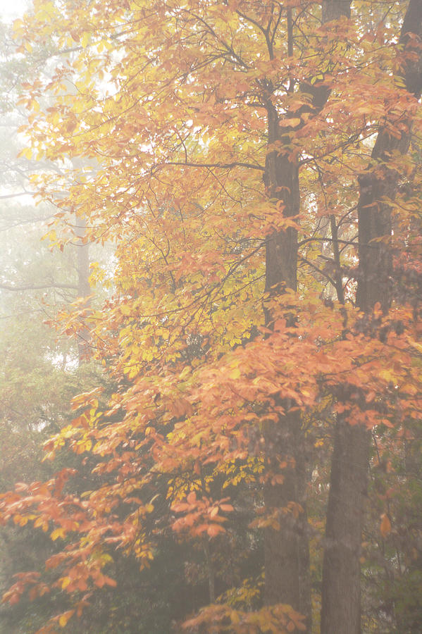 Misty Autumn Morning of Colorful Foliage Photograph by Suzanne Powers