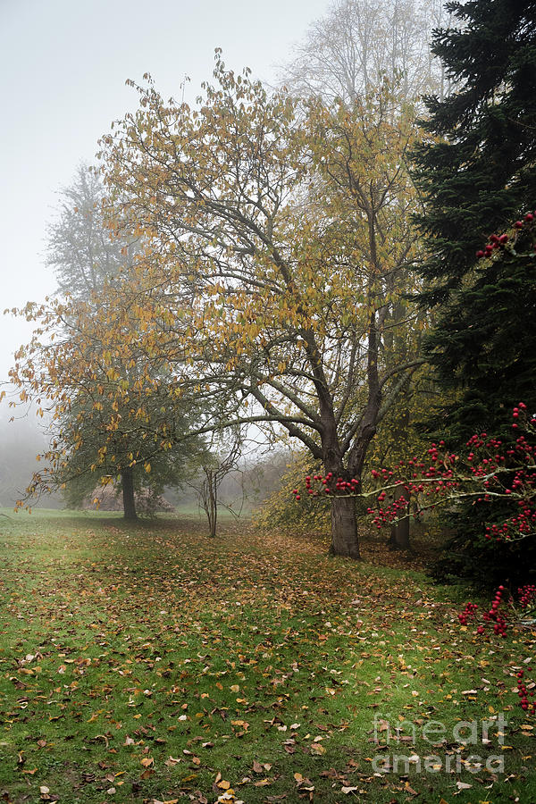 Autumn Mist, Great Dixter Garden 2 Photograph by Perry Rodriguez