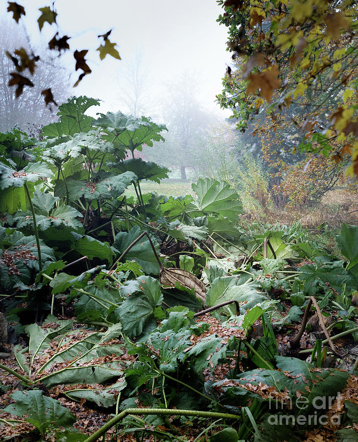 Autumn Mist, Great Dixter Garden Photograph by Perry Rodriguez