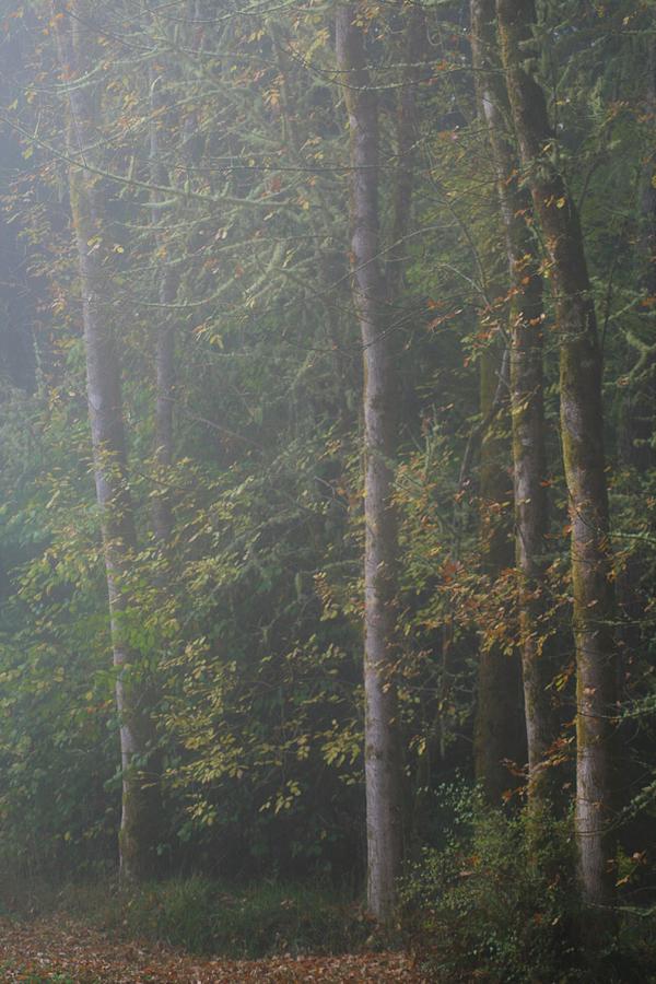 Autumn Mist in the Ash Photograph by Teresa A Lang - Fine Art America