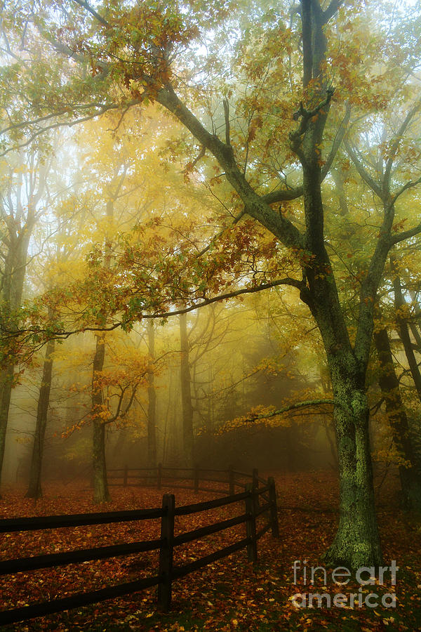 Autumn Mist Photograph by Kelly Nowak