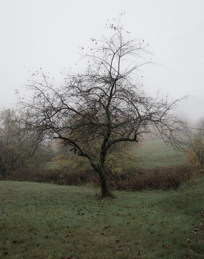 Autumn Mist Photograph by Michael Friedman