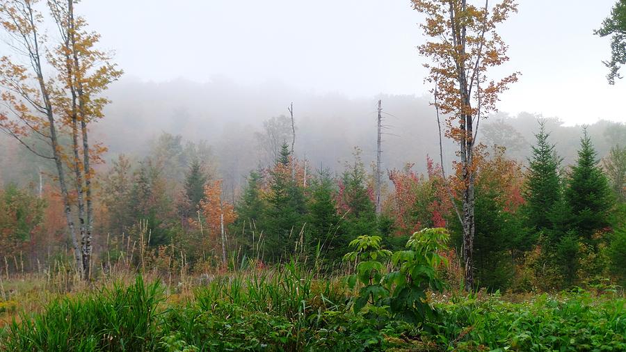 Autumn Mist Photograph by Mike Breau