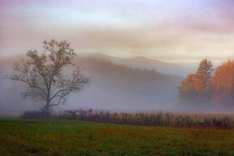 Tree Photograph - Autumn Mist by Rick Berk