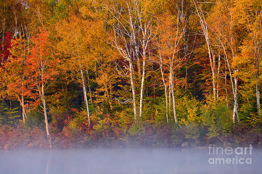 Autumn Mist Photograph by Susan Cole Kelly