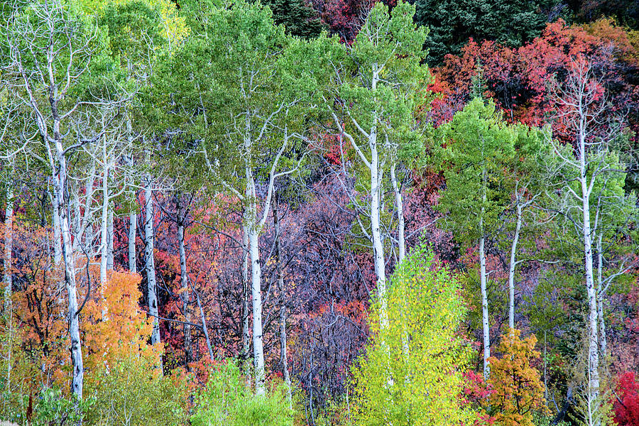 Autumn MIx by Bryan Carter Autumn MIx by Bryan Carter