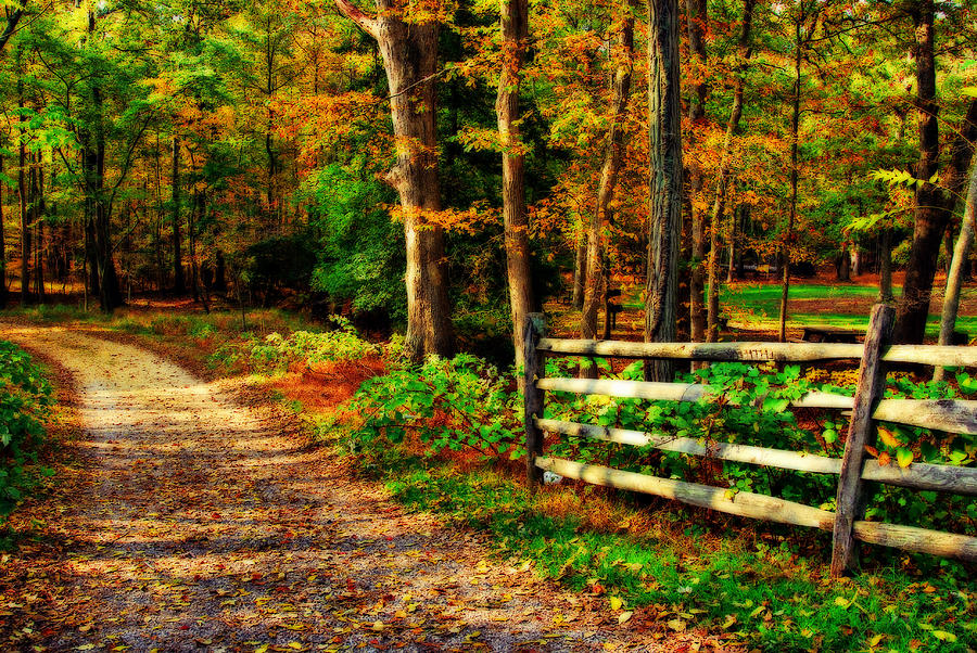 Autumn Moment - Allaire State Park Photograph by Angie Tirado