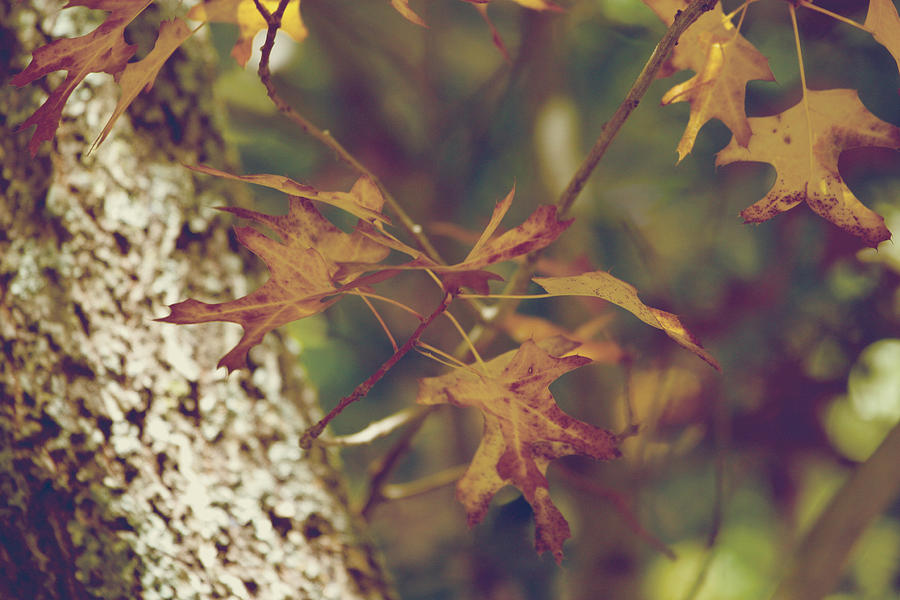 Autumn Moments Photograph by Toni Hopper