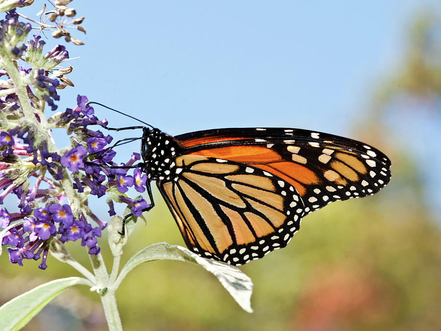 Autumn Monarch Butterfly 2016 Photograph by Lara Ellis