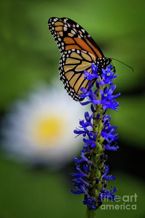 Autumn Monarch Photograph by Doug Sturgess