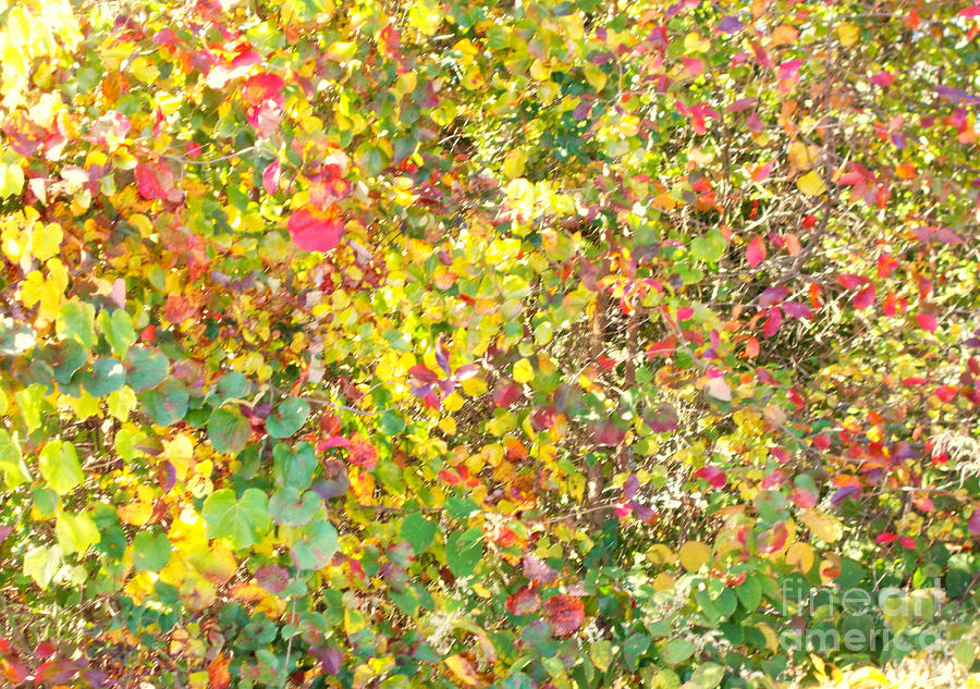 Autumn Monet Photograph