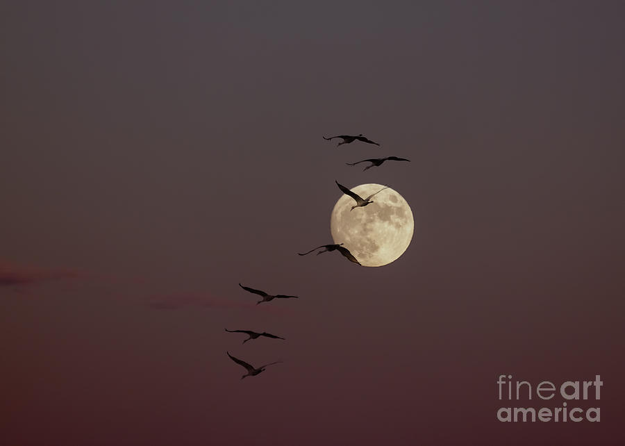 Nature Photograph - Autumn Moon and Sandhill Cranes by Janice Pariza