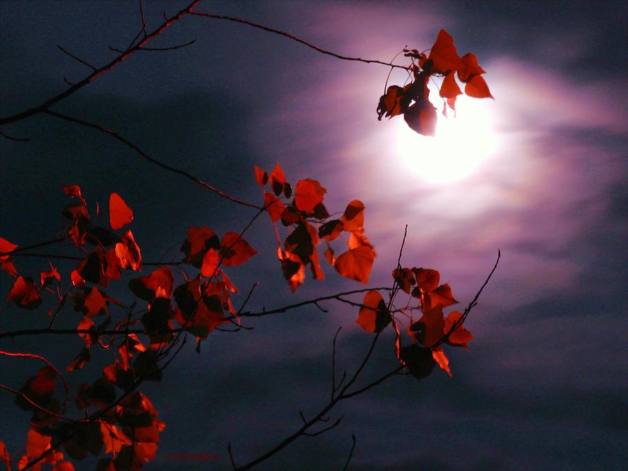Autumn Moon Glow Photograph by Pat Davidson