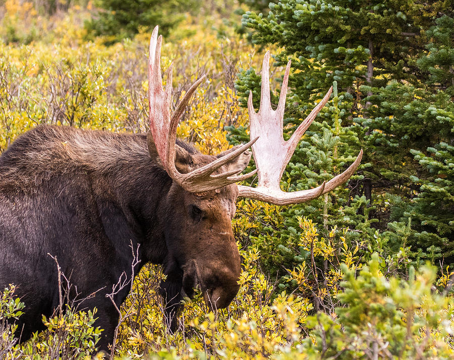 Autumn Moose #2 Photograph by Mindy Musick King