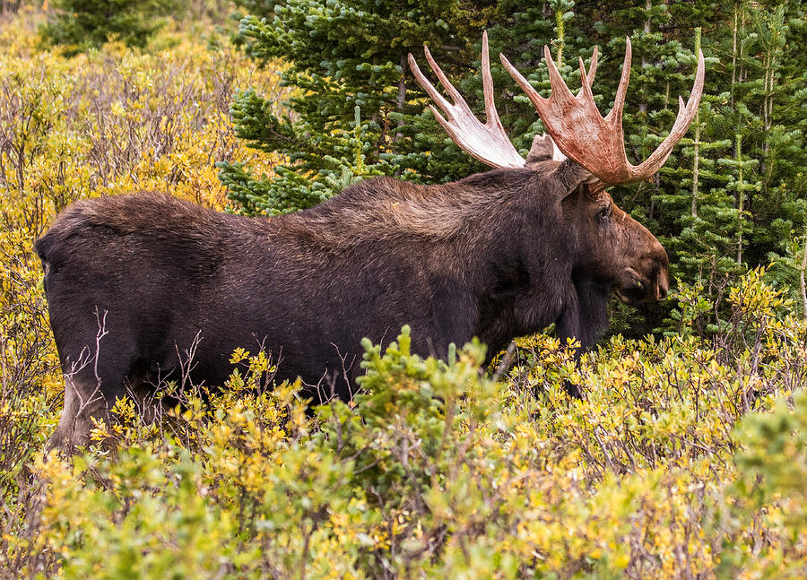 Autumn Moose #3 Photograph by Mindy Musick King