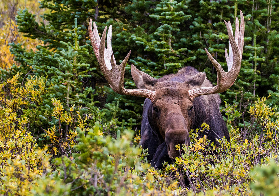 Autumn Moose #4 Photograph by Mindy Musick King