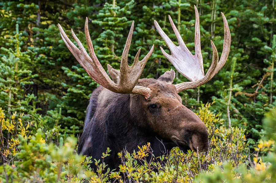 Autumn Moose #5 Photograph by Mindy Musick King