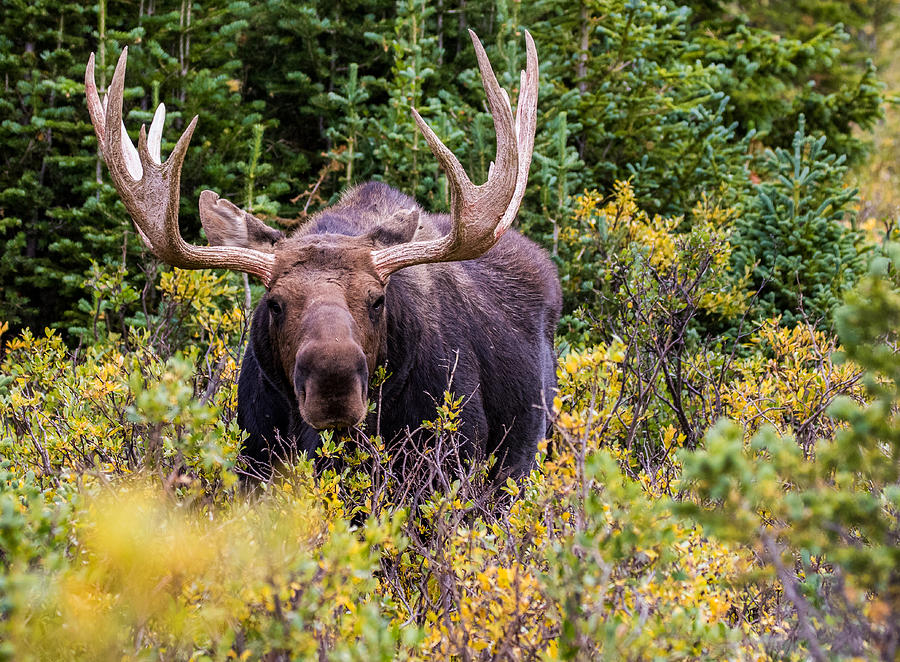 Autumn Moose #6 Photograph by Mindy Musick King
