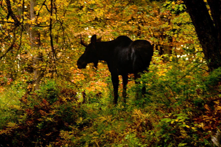 Autumn Moose Photograph by Brent L Ander