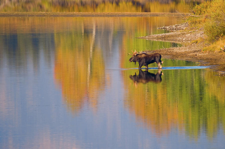 Autumn Moose Photograph by Steve Stuller