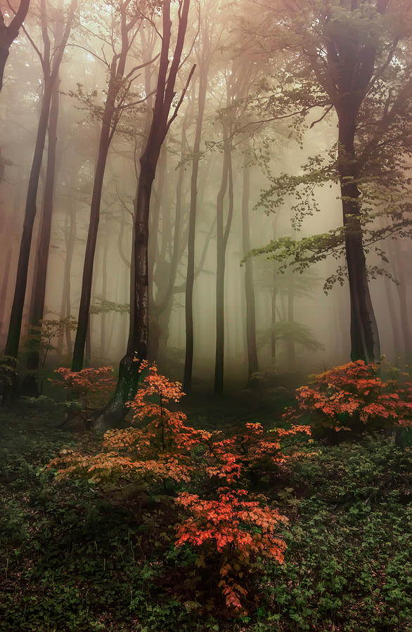 Autumn mornin in forgotten forest Photograph by Jaroslaw Blaminsky