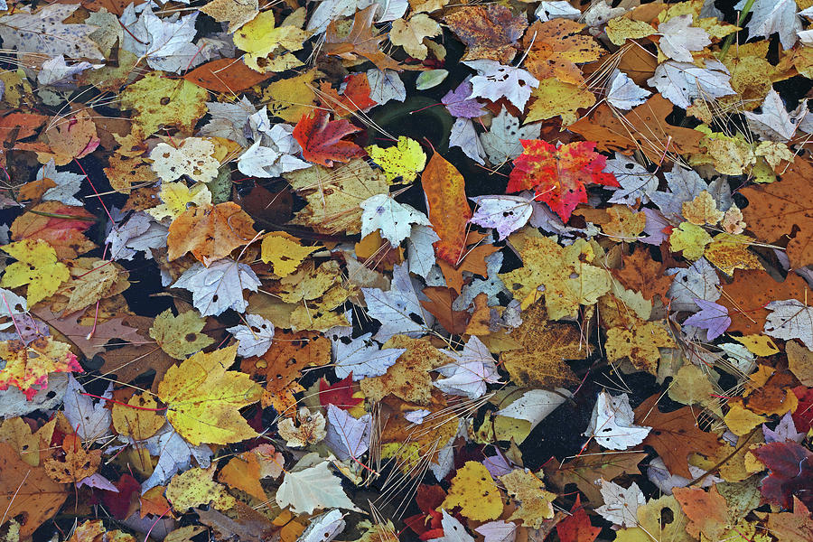 Autumn Mosaic Photograph by Juergen Roth