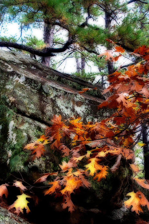 Autumn Moss Photograph