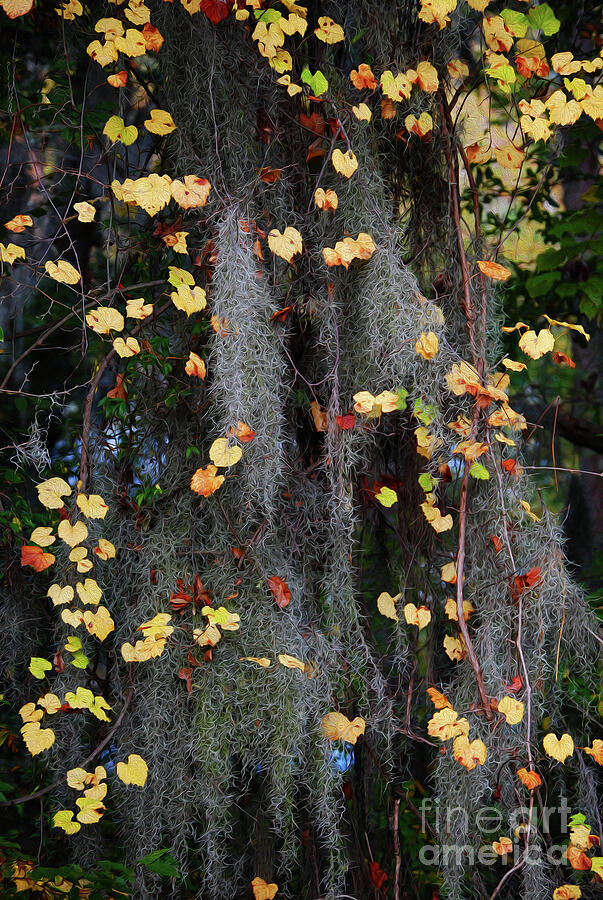 Mountain Photograph - Autumn Moss by Skip Willits
