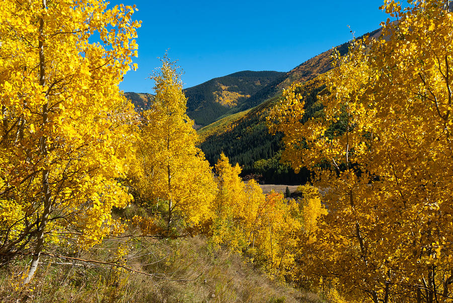 Autumn Mountains Framed by Aspen Photograph by Cascade Colors