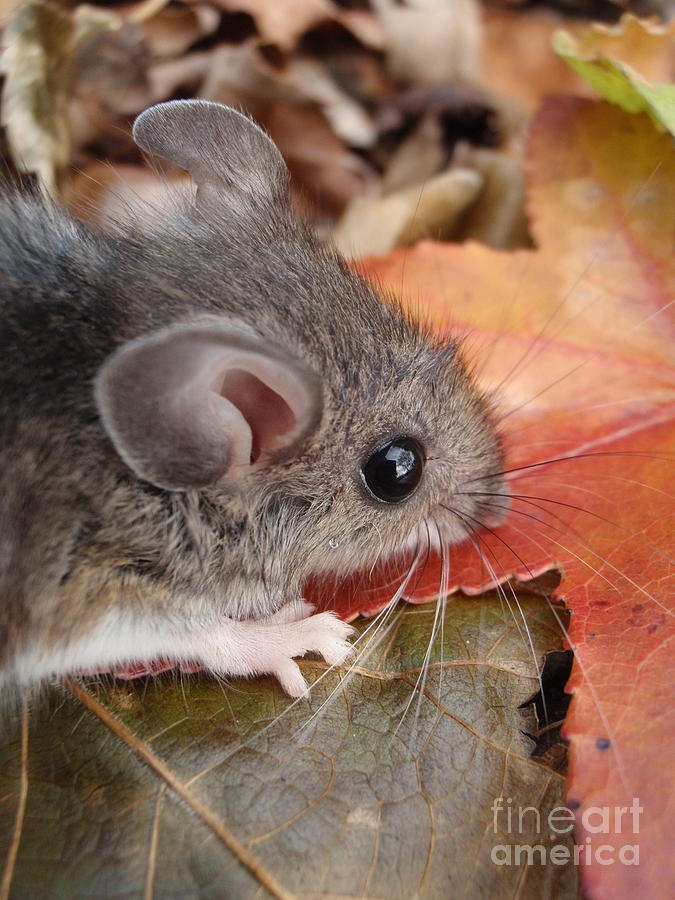 Autumn Mouse Photograph by Anne Ditmars