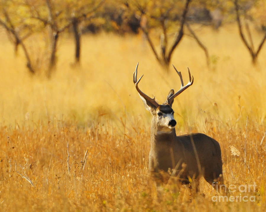 Deer Photograph - Autumn Mule Deer Buck by Dennis Hammer
