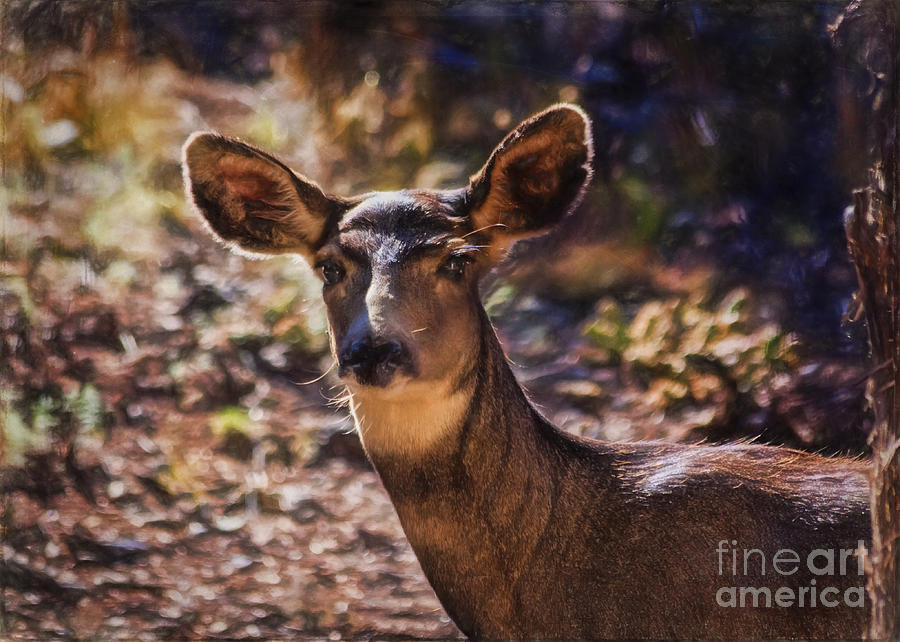 Deer Photograph - Autumn Mule Deer by Janice Pariza