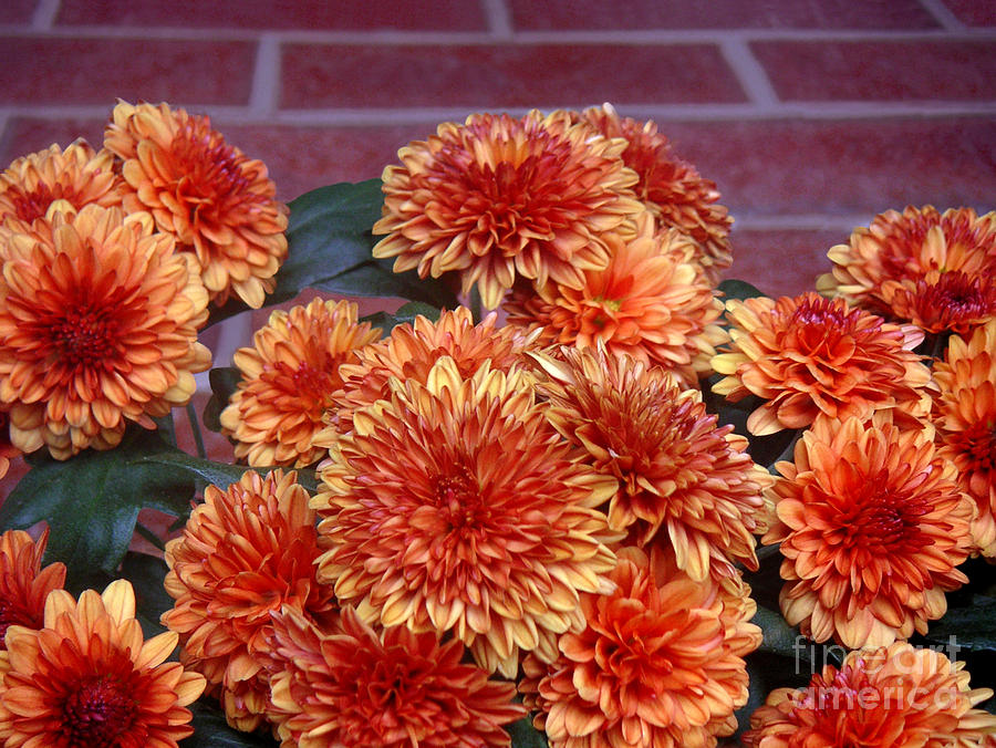 Autumn Mums - Against Brick Photograph by Lucyna A M Green