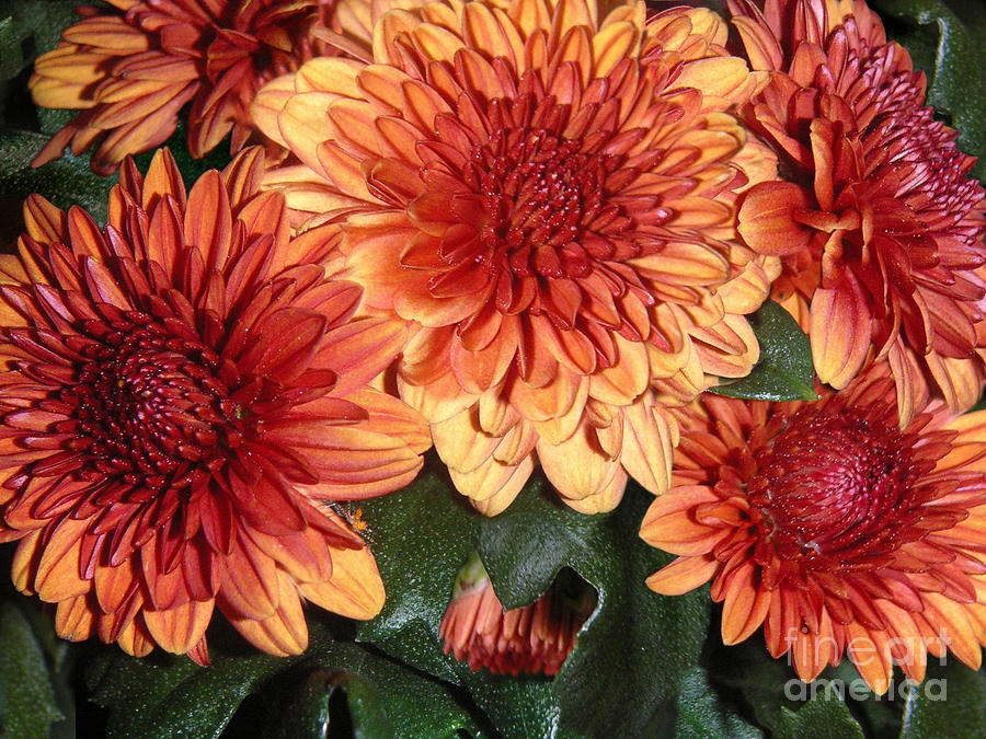 Autumn Mums - Touching Photograph by Lucyna A M Green