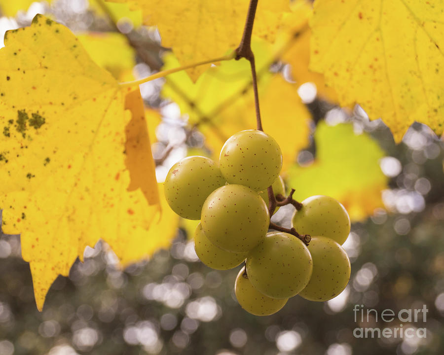 Autumn Muscadine Grapes on the Vine Photograph by MM Anderson