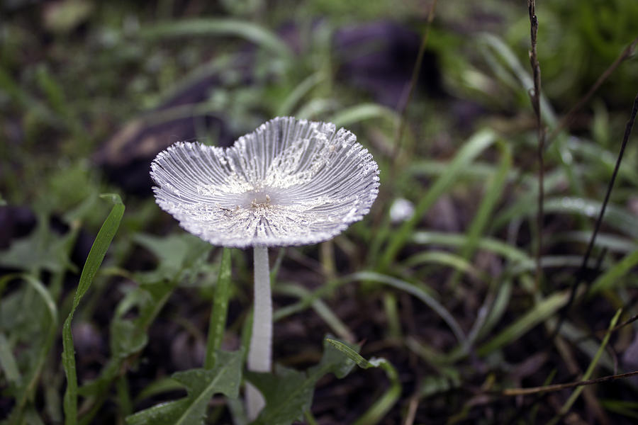 Autumn Mushroom Photograph