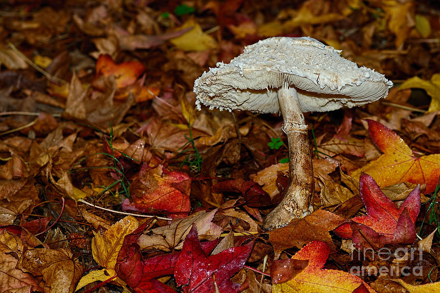 Autumn Mushroom Photograph by Kaye Menner