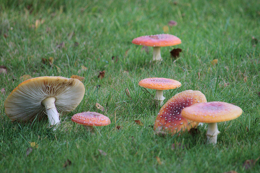 Autumn Mushroom Lawn Photograph by Adrian Wale