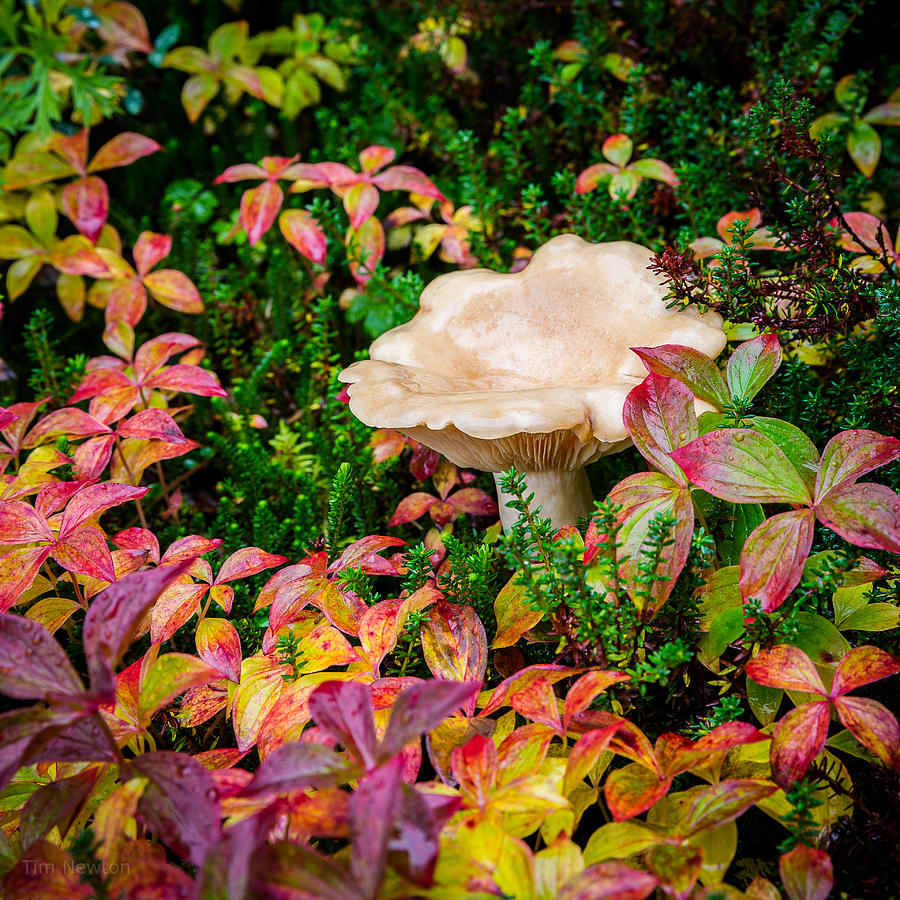Autumn Mushroom Photograph by Tim Newton