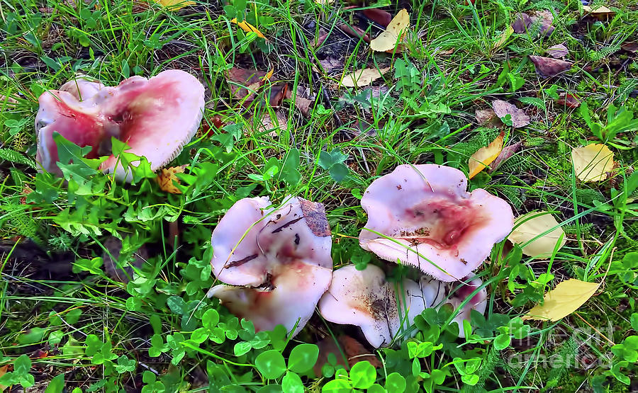 Autumn Mushrooms Photograph by Jasna Dragun
